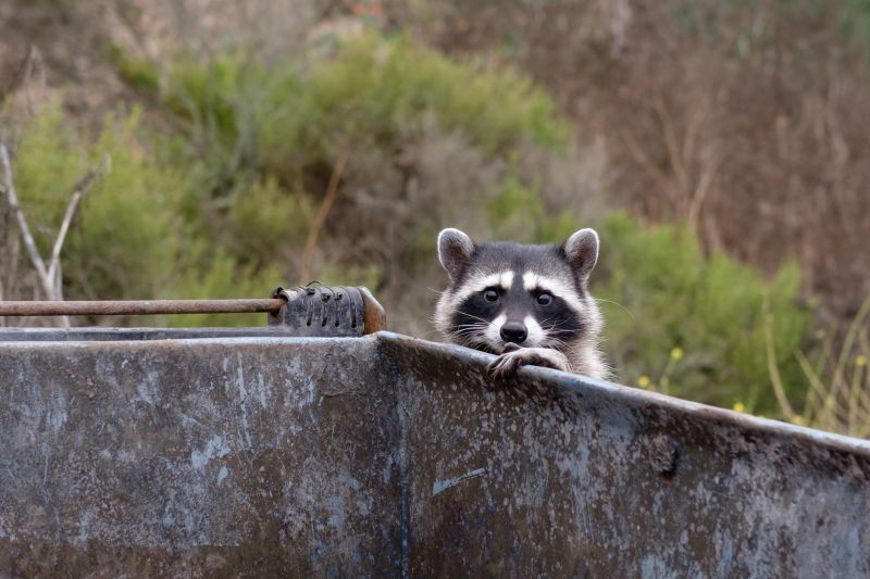 How Raccoons Cause Damage To Homes