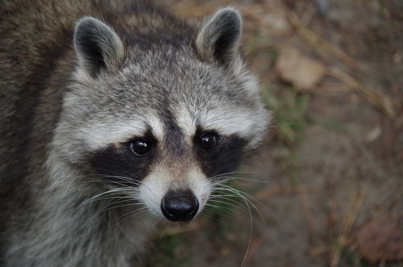 How Racoons Wreak Havoc In Attics And Chimneys