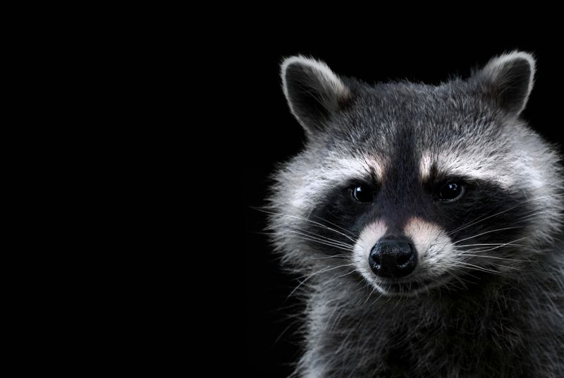 Racoon Removal
