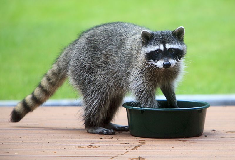 Seasonal Racoon Activity And When Removal Is Most Effective