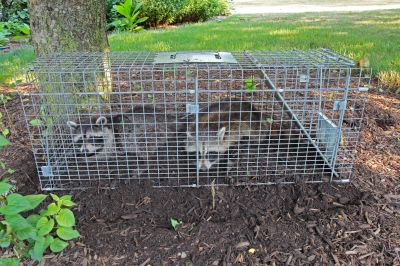 Signs You Have A Raccoon Problem In Your Attic Or Crawl Space