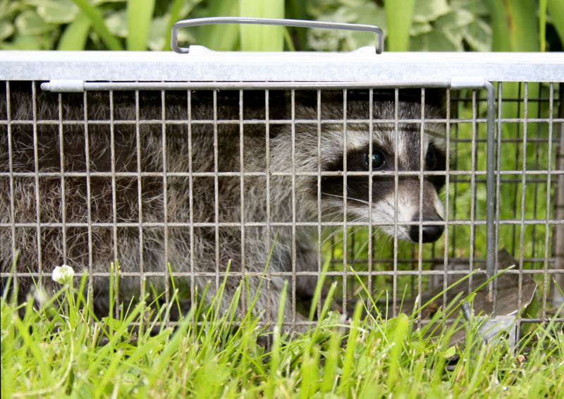 Why Professional Raccoon Removal Is Safer Than Diy Methods