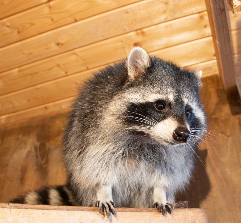 Why Professional Raccoon Removal Is Safer Than Diy Methods