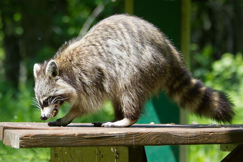 Why Racoons Target Garbage Areas And Move Into Nearby Homes