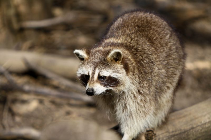 Why Racoons Target Garbage Areas And Move Into Nearby Homes