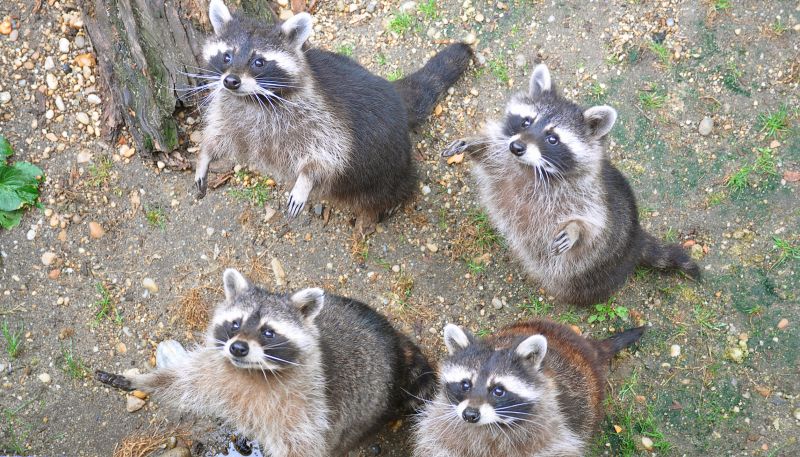 Why Racoons Tear Into Soffits, Fascia, And Roof Edges